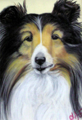 Fine Art Pet Portrait by Artist Donna Aldrich-Fontaine - Flower Shetland Sheepdog.jpg